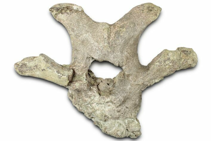 Fossil Hadrosaur Cervical Vertebra - Montana #325512